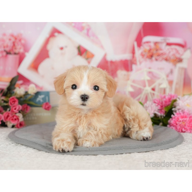 販売中の千葉県のミックス犬-399972の9枚目