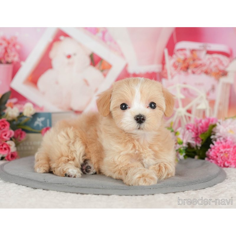 販売中の千葉県のミックス犬-399972の5枚目