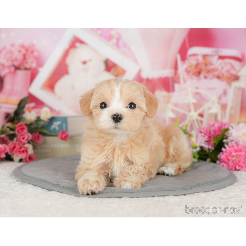 販売中の千葉県のミックス犬-399972の6枚目