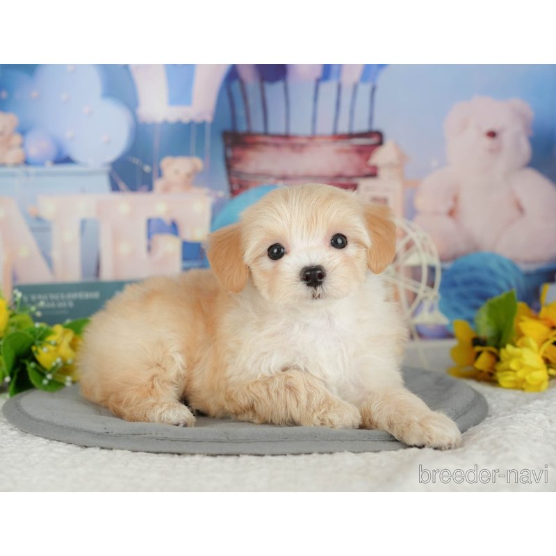販売中の千葉県のミックス犬-399949の5枚目