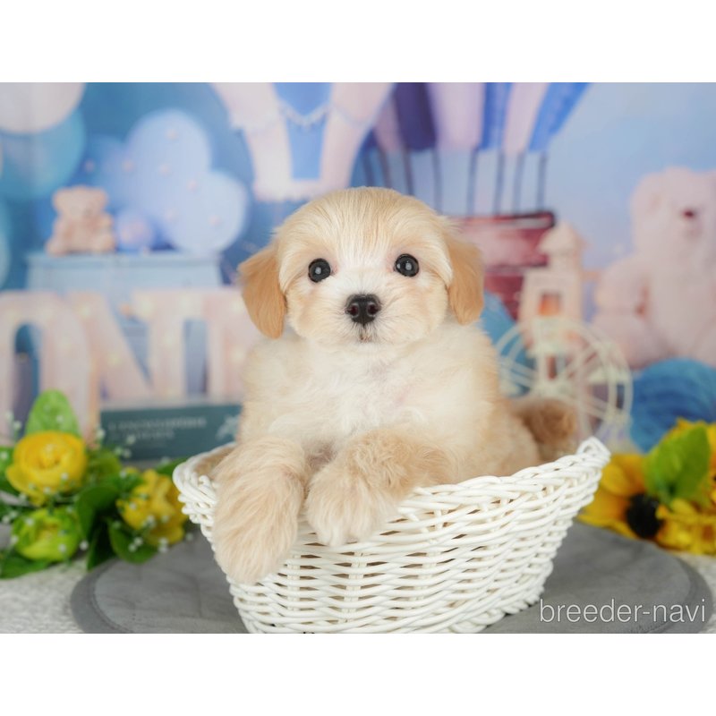 販売中の千葉県のミックス犬-399949の6枚目