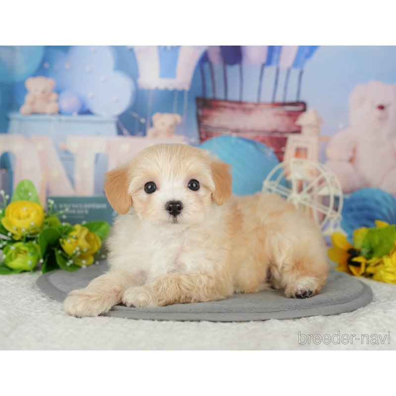 販売中の千葉県のミックス犬-399949