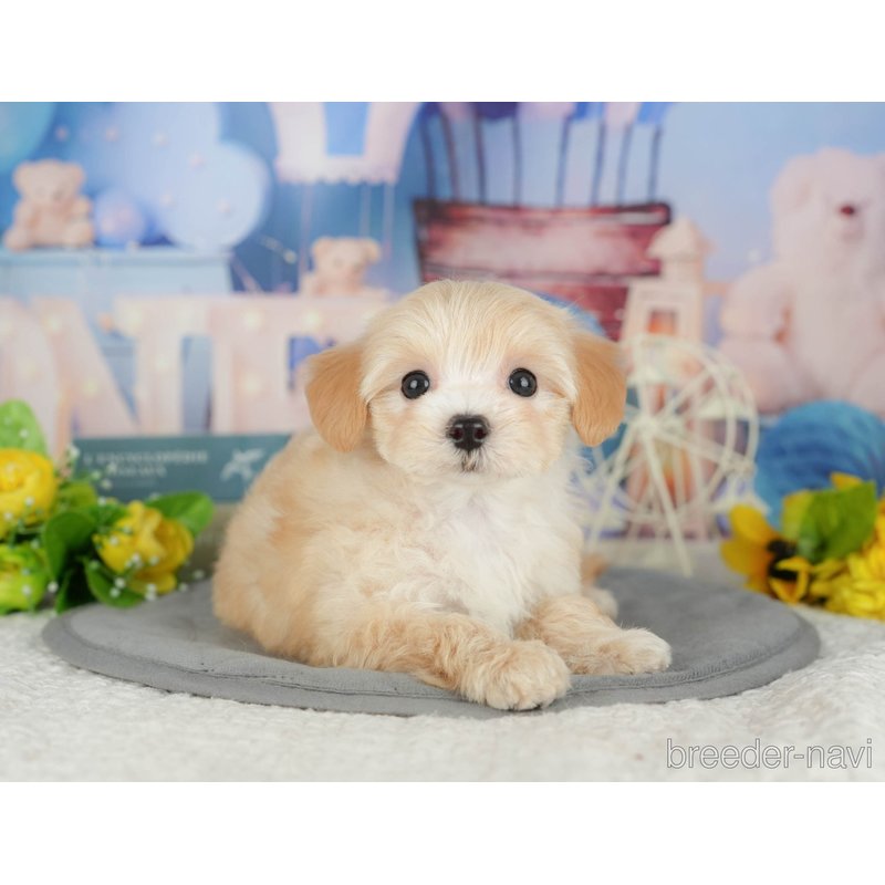 販売中の千葉県のミックス犬-399949の8枚目