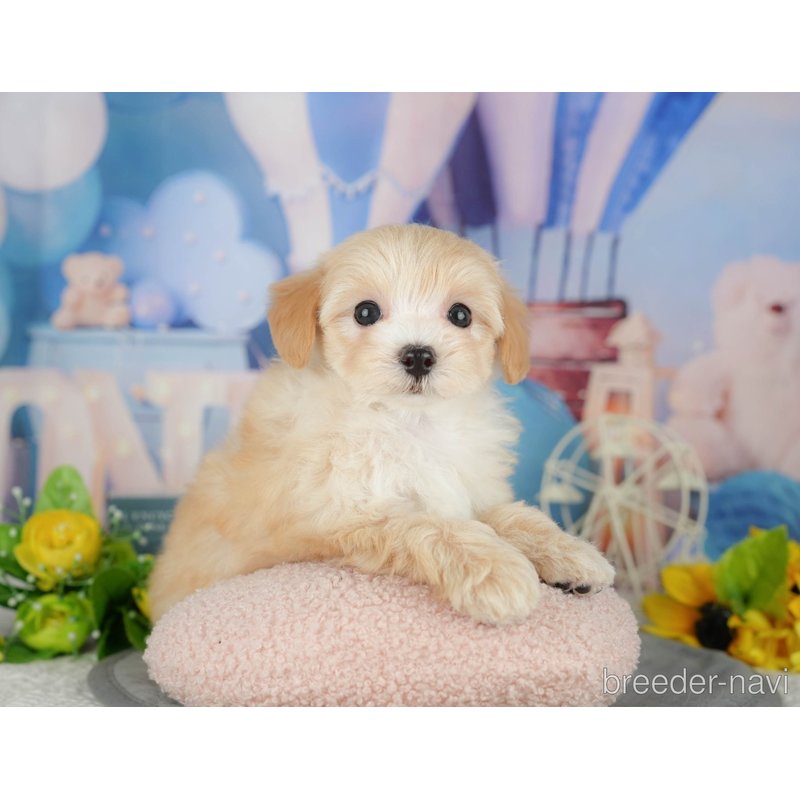 販売中の千葉県のミックス犬-399949の9枚目