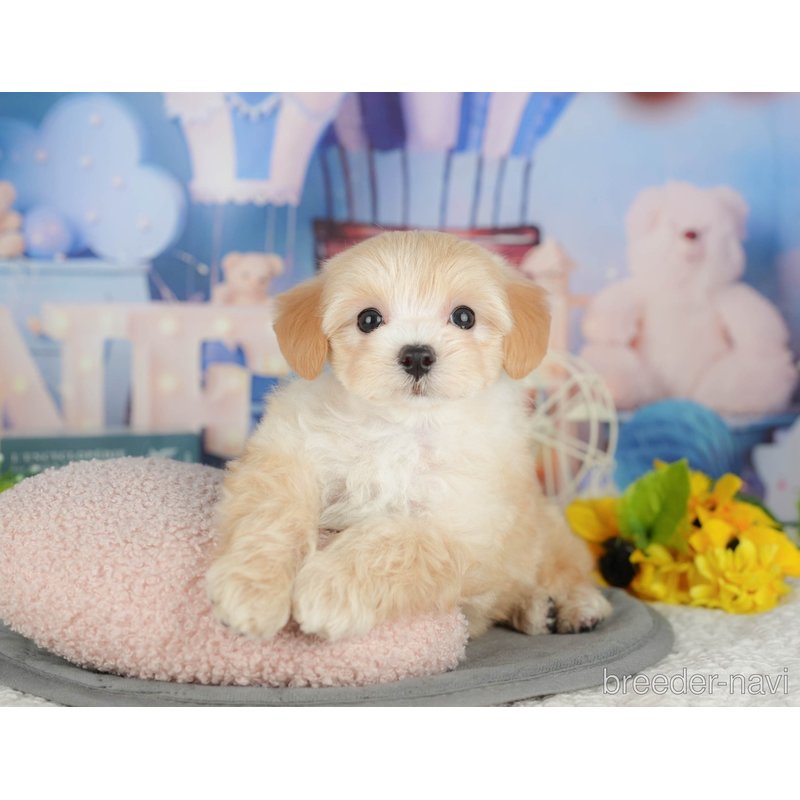 販売中の千葉県のミックス犬-399949の10枚目