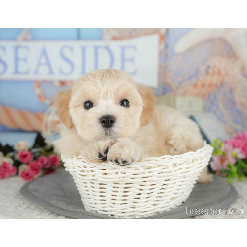 販売中の千葉県のミックス犬-399942の6枚目
