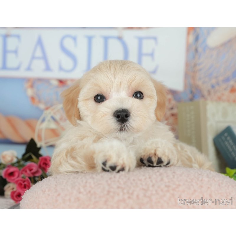 販売中の千葉県のミックス犬-399942の5枚目