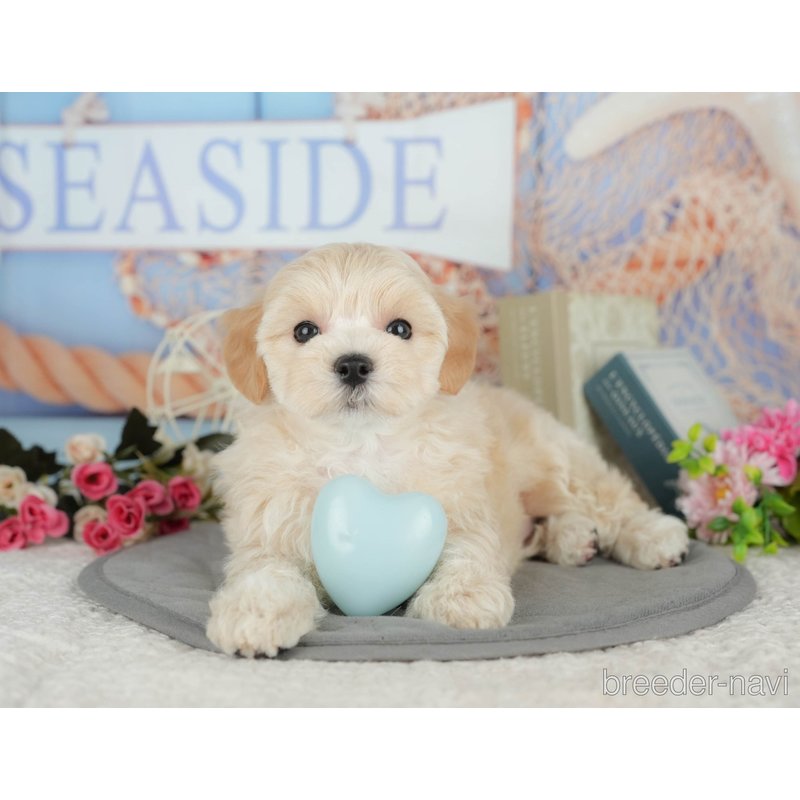 販売中の千葉県のミックス犬-399942