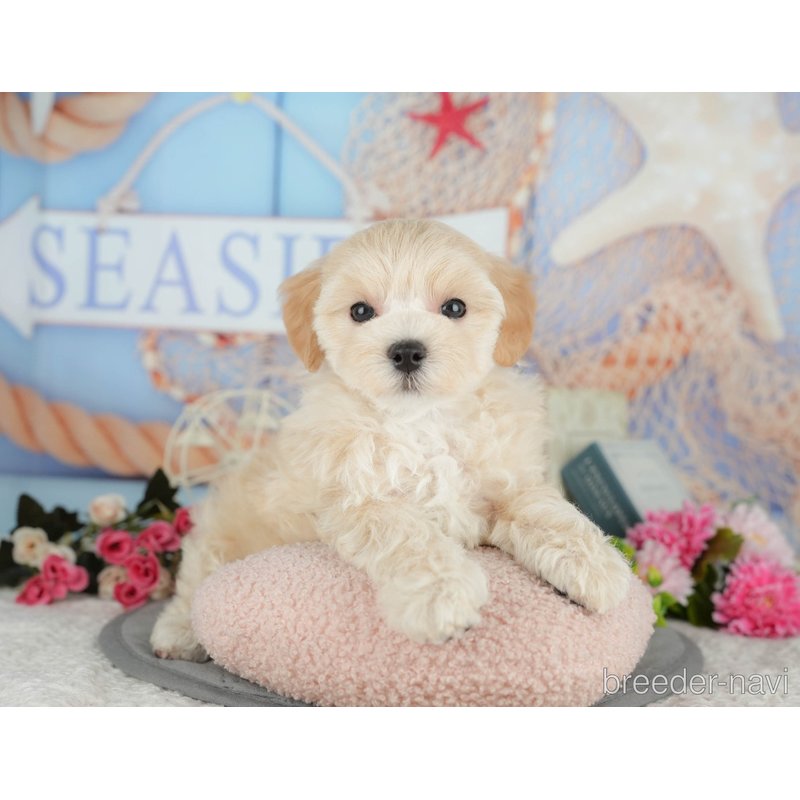 販売中の千葉県のミックス犬-399942の7枚目