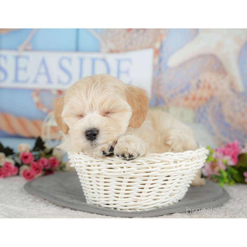 販売中の千葉県のミックス犬-399942の8枚目