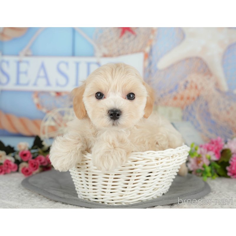 販売中の千葉県のミックス犬-399942の9枚目