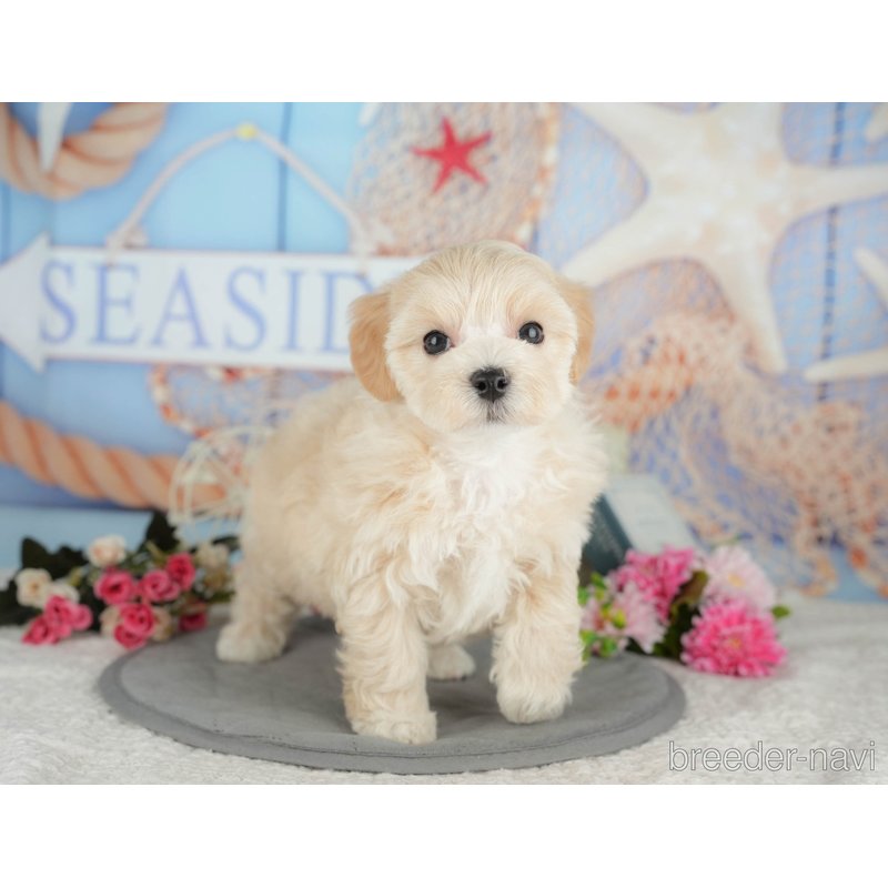 販売中の千葉県のミックス犬-399942の10枚目