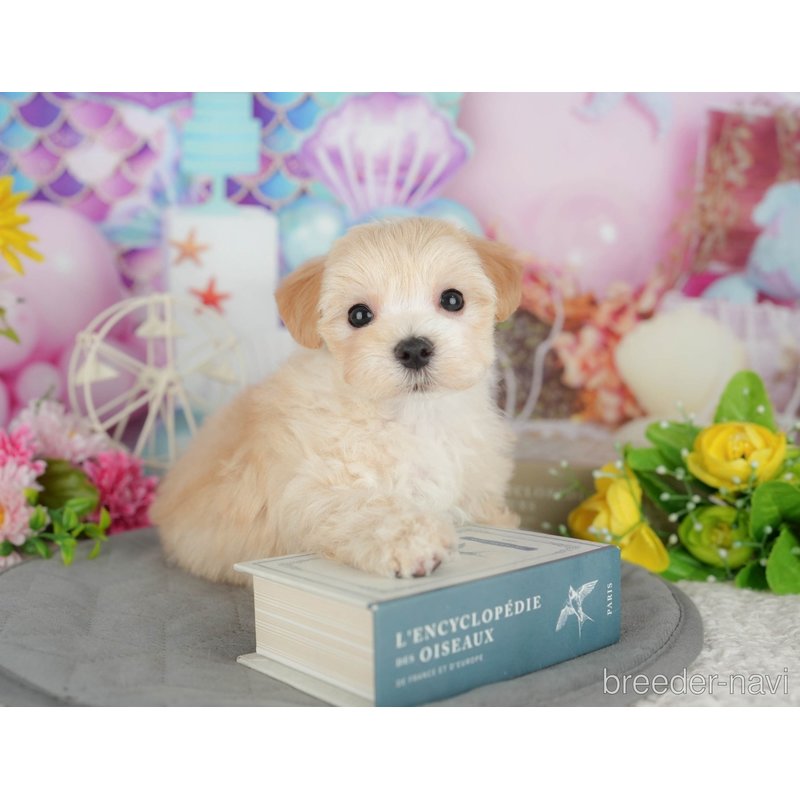 販売中の千葉県のミックス犬-399941の9枚目