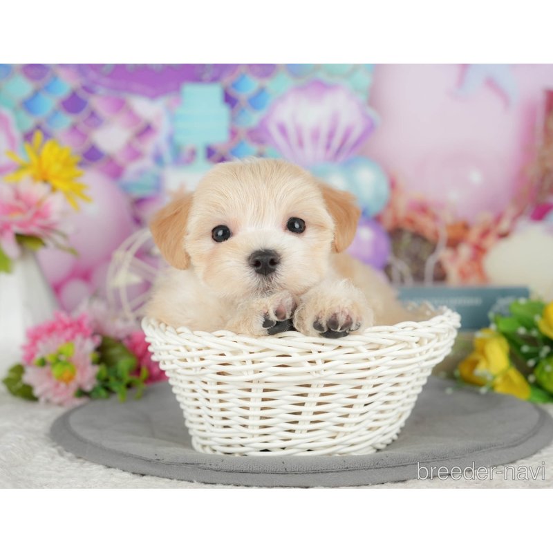販売中の千葉県のミックス犬-399941