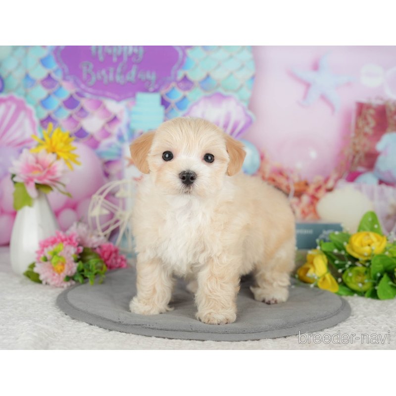 販売中の千葉県のミックス犬-399941の10枚目