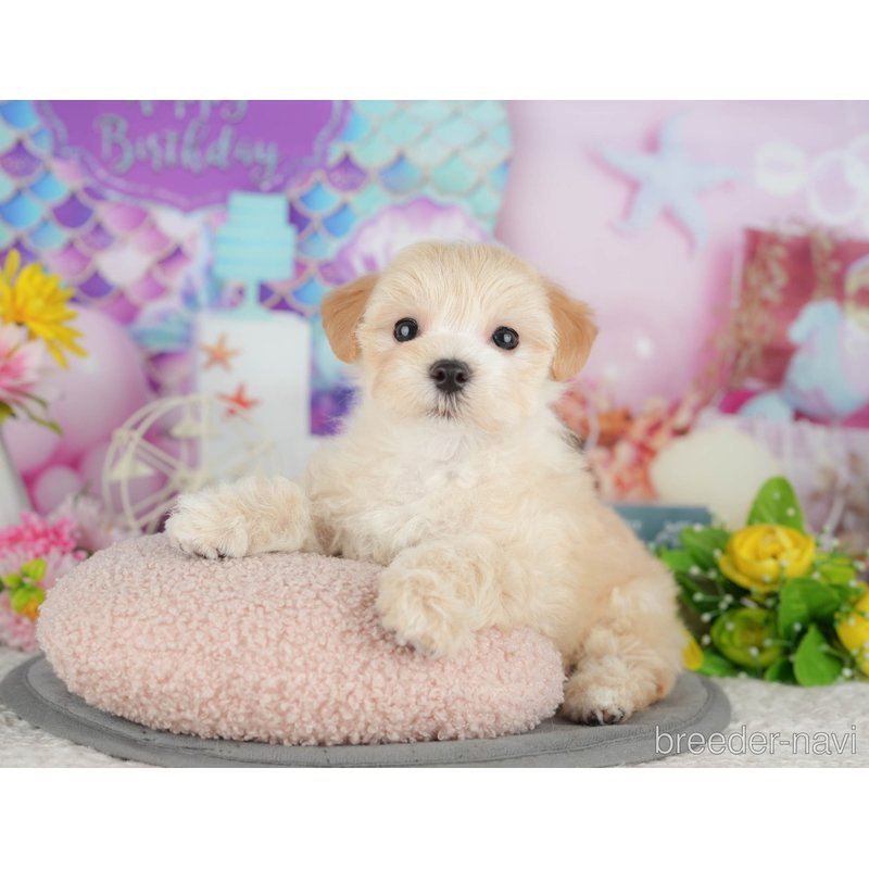 販売中の千葉県のミックス犬-399941の7枚目