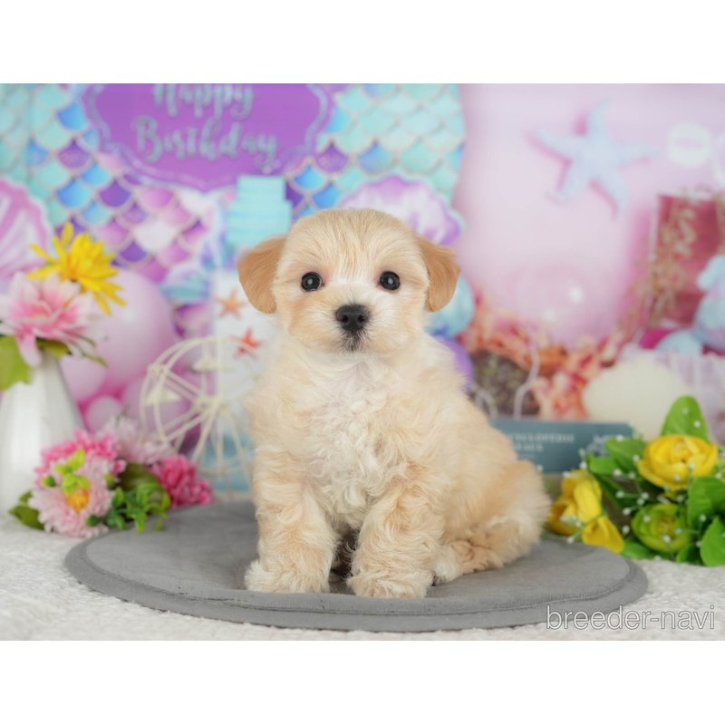 販売中の千葉県のミックス犬-399941の5枚目