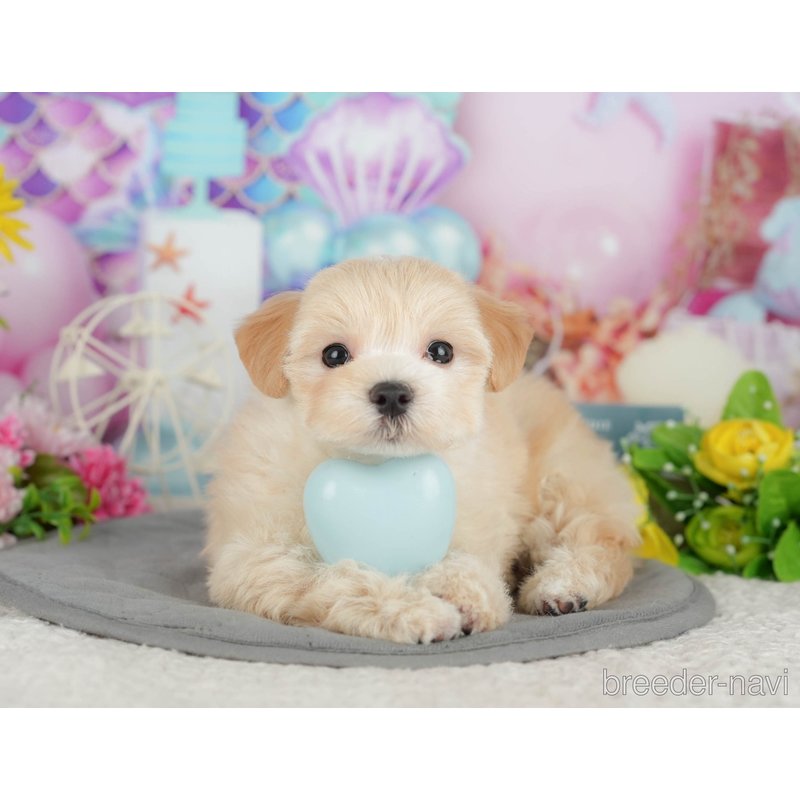 販売中の千葉県のミックス犬-399941の6枚目