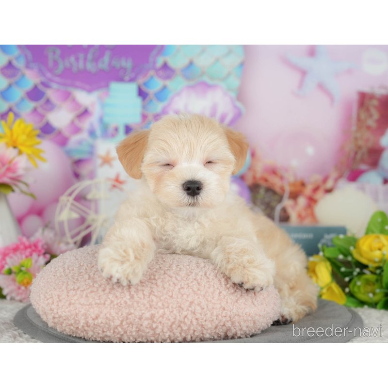 販売中の千葉県のミックス犬-399941の8枚目