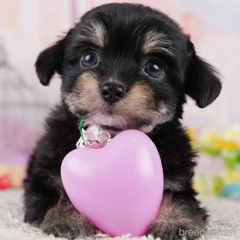 販売中の東京都のミックス犬-400934の1枚目