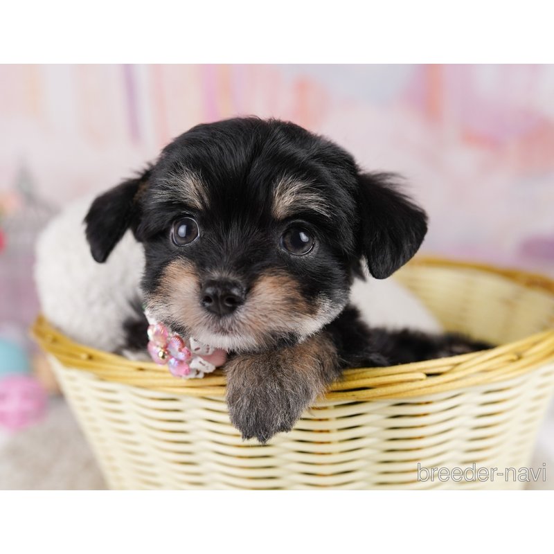 販売中の東京都のミックス犬-400934の4枚目