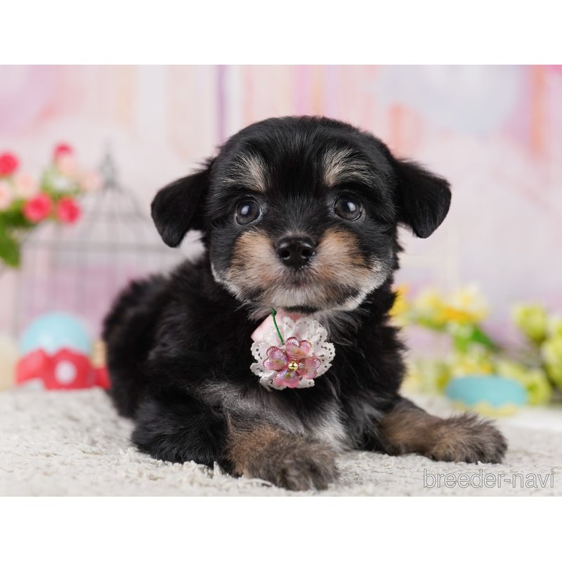 販売中の東京都のミックス犬-400934の6枚目