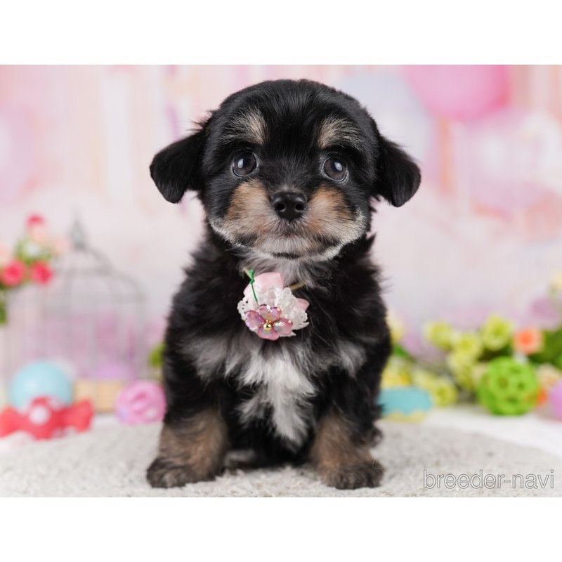 販売中の東京都のミックス犬-400934の5枚目