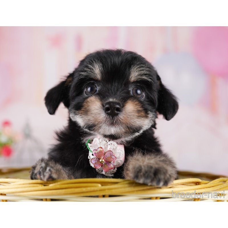 販売中の東京都のミックス犬-400934の3枚目