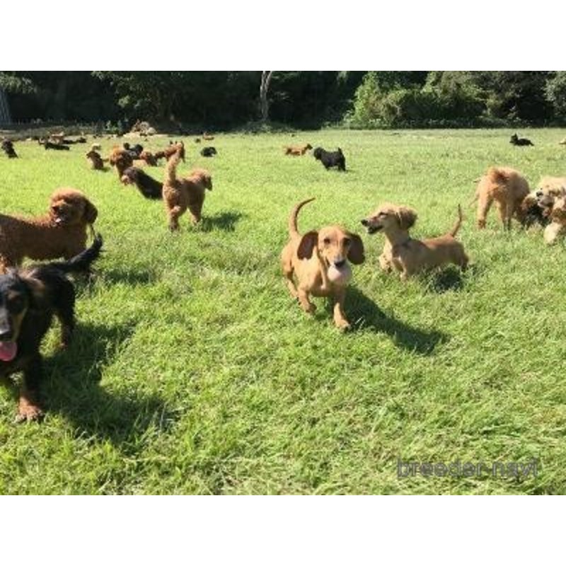 販売中の東京都のミックス犬-400939の8枚目
