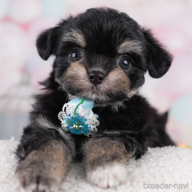 販売中の東京都のミックス犬-400939の1枚目