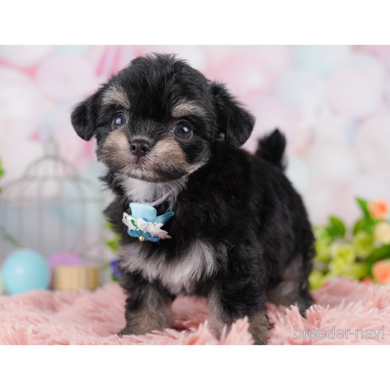 販売中の東京都のミックス犬-400939の6枚目