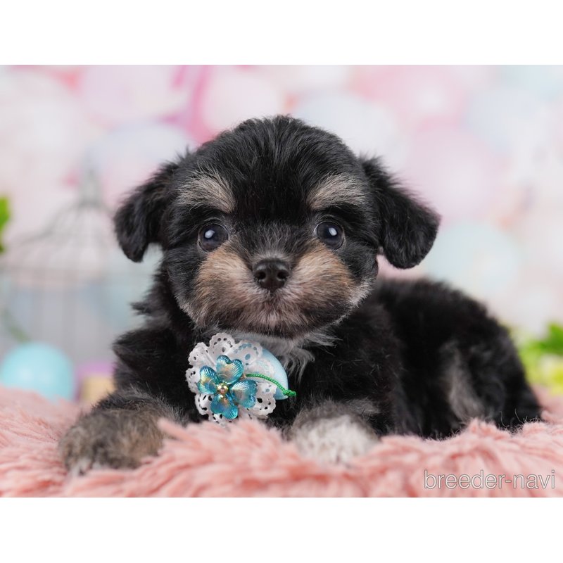 販売中の東京都のミックス犬-400939の3枚目