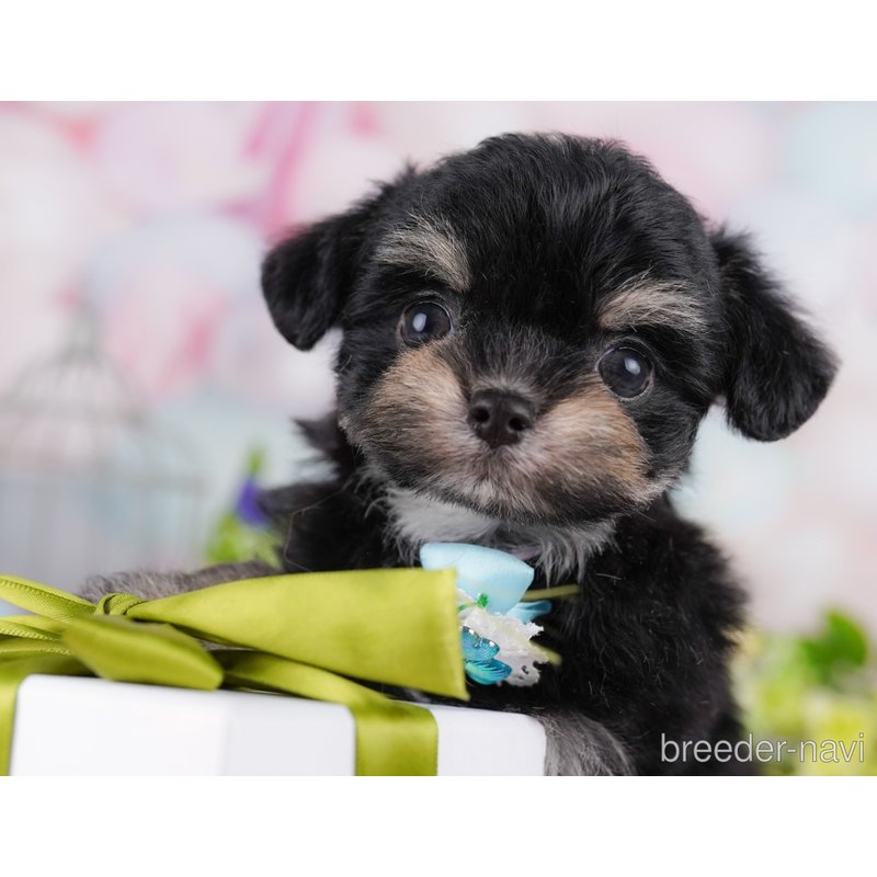 販売中の東京都のミックス犬-400939の5枚目