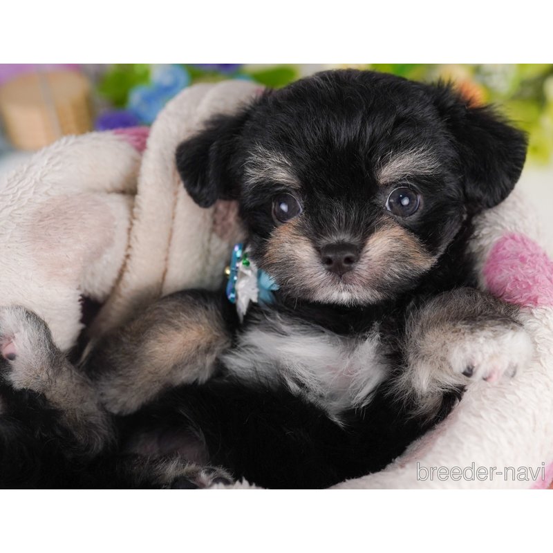 販売中の東京都のミックス犬-400939の4枚目
