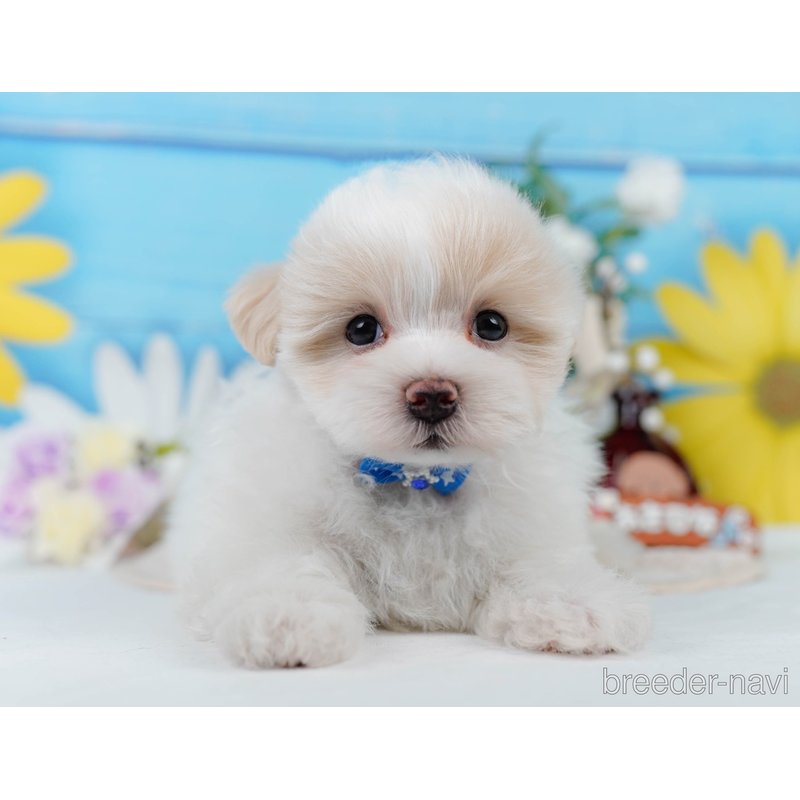 販売中の神奈川県のミックス犬-400181の12枚目