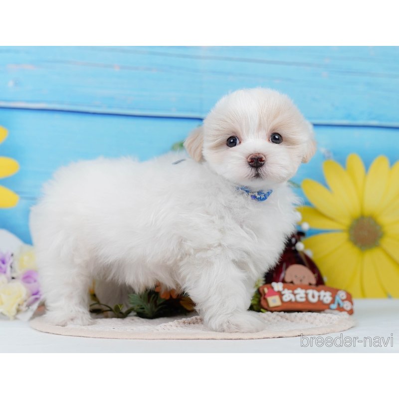 販売中の神奈川県のミックス犬-400181の11枚目