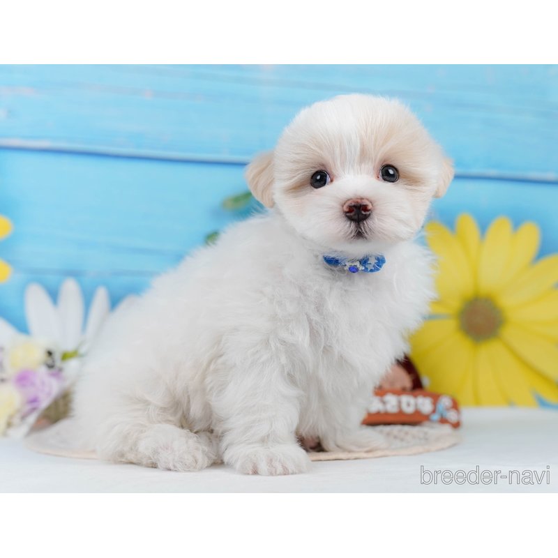販売中の神奈川県のミックス犬-400181の8枚目