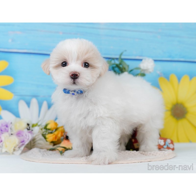 販売中の神奈川県のミックス犬-400181の10枚目
