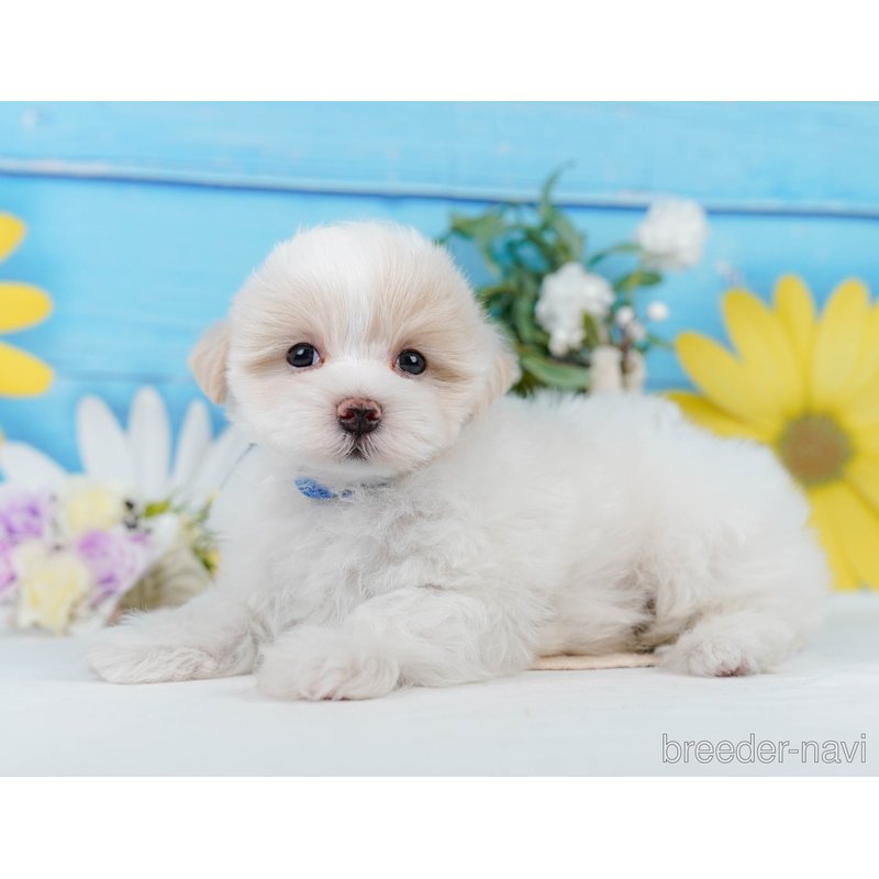 販売中の神奈川県のミックス犬-400181の7枚目