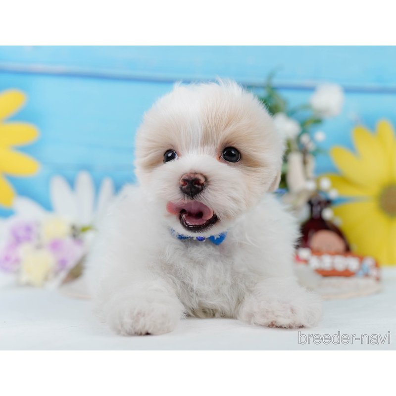 販売中の神奈川県のミックス犬-400181の6枚目