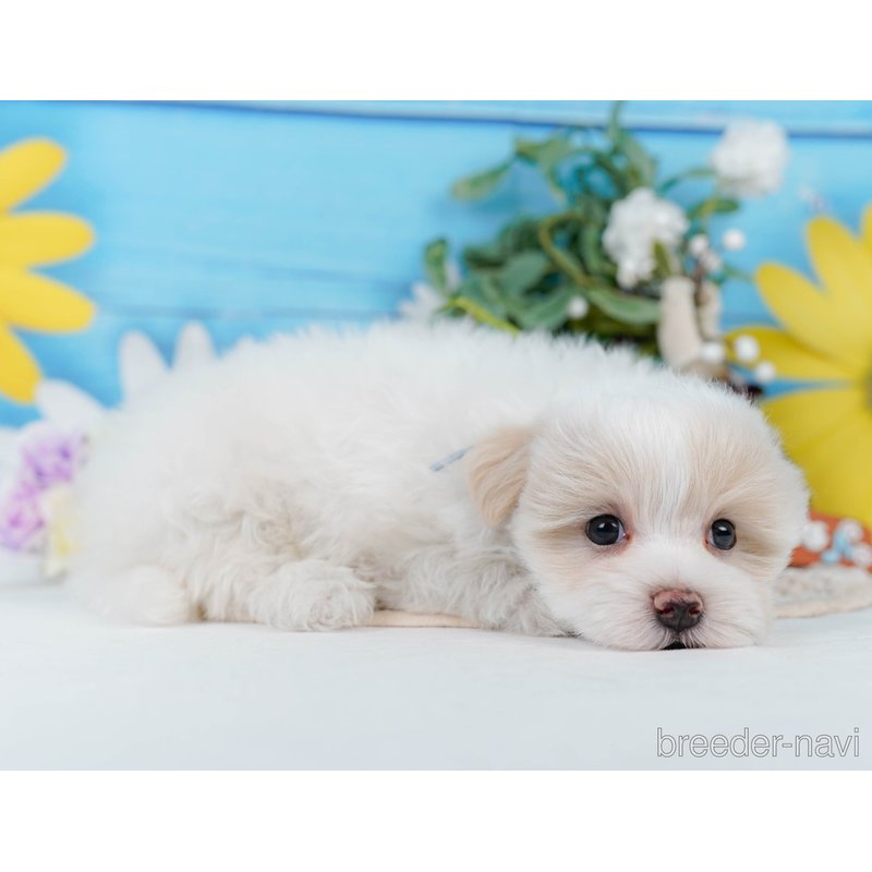 販売中の神奈川県のミックス犬-400181の9枚目