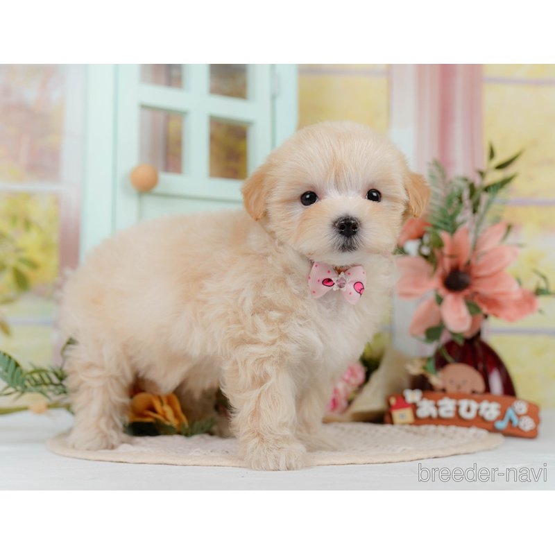 販売中の神奈川県のミックス犬-400183の11枚目
