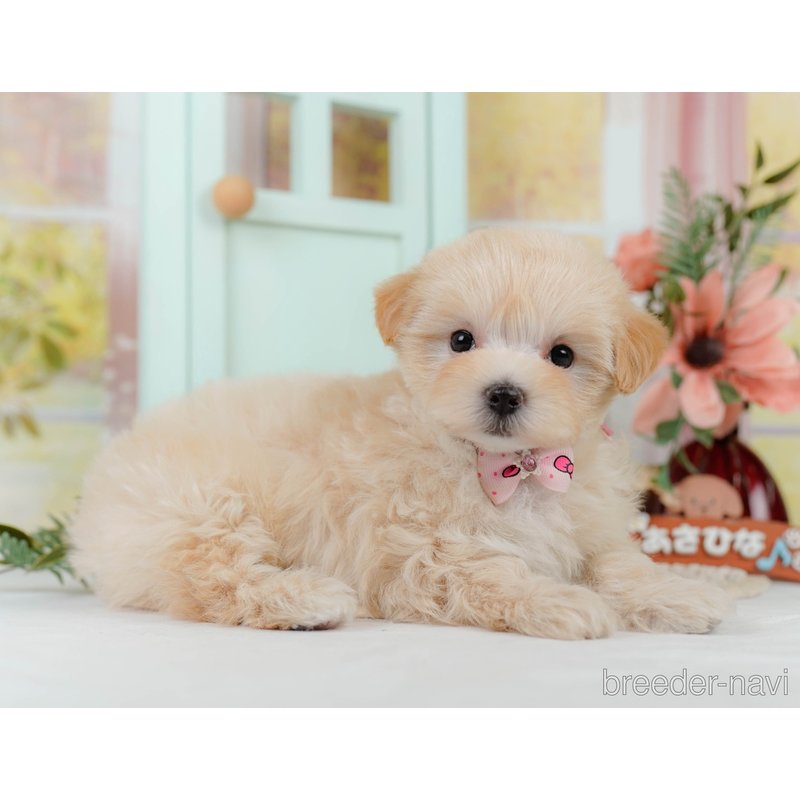 販売中の神奈川県のミックス犬-400183の9枚目