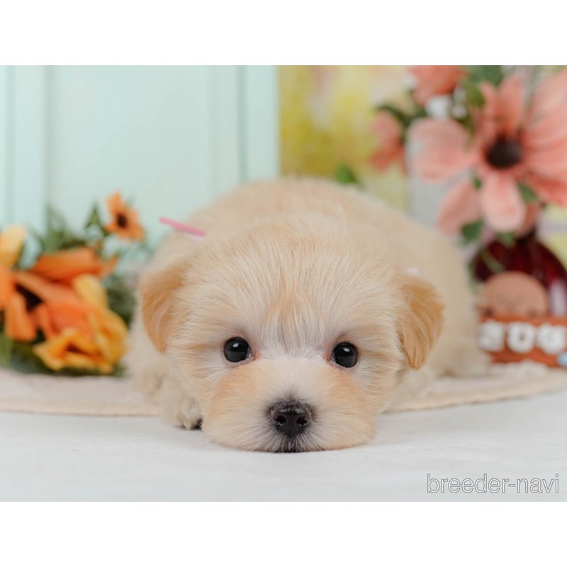販売中の神奈川県のミックス犬-400183の10枚目