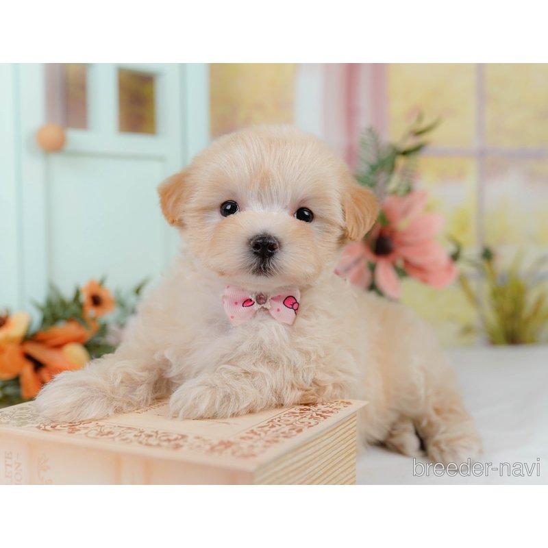 販売中の神奈川県のミックス犬-400183の7枚目