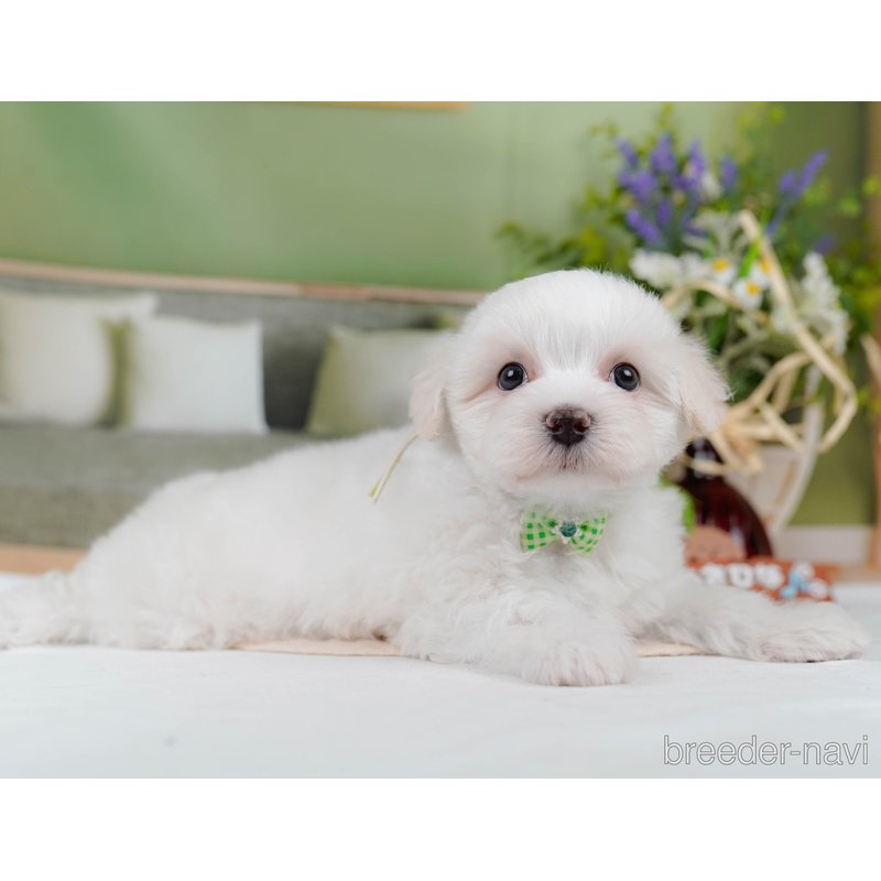 販売中の神奈川県のミックス犬-400184の6枚目