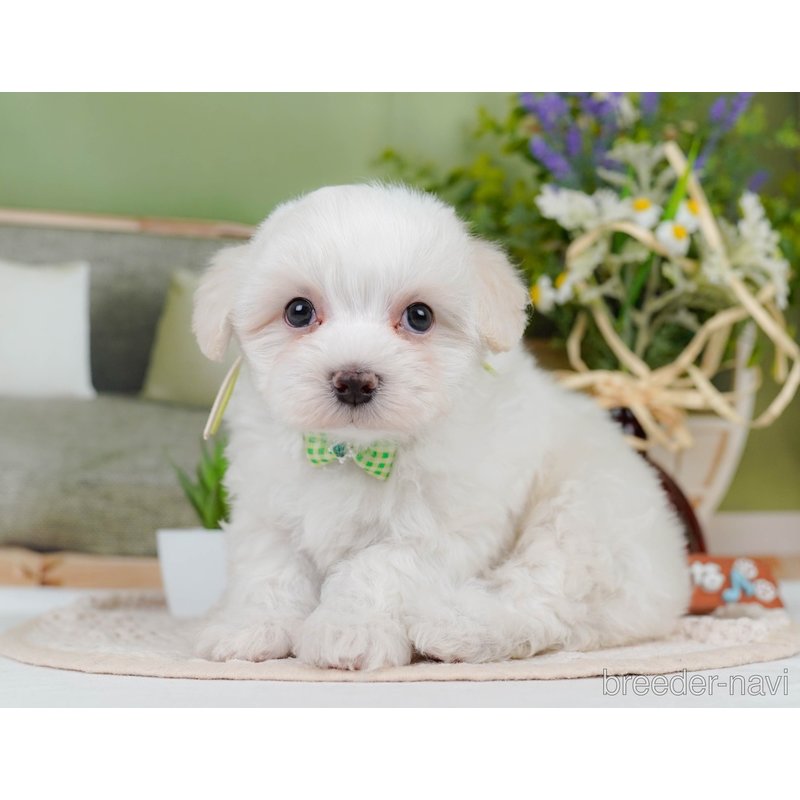 販売中の神奈川県のミックス犬-400184の9枚目