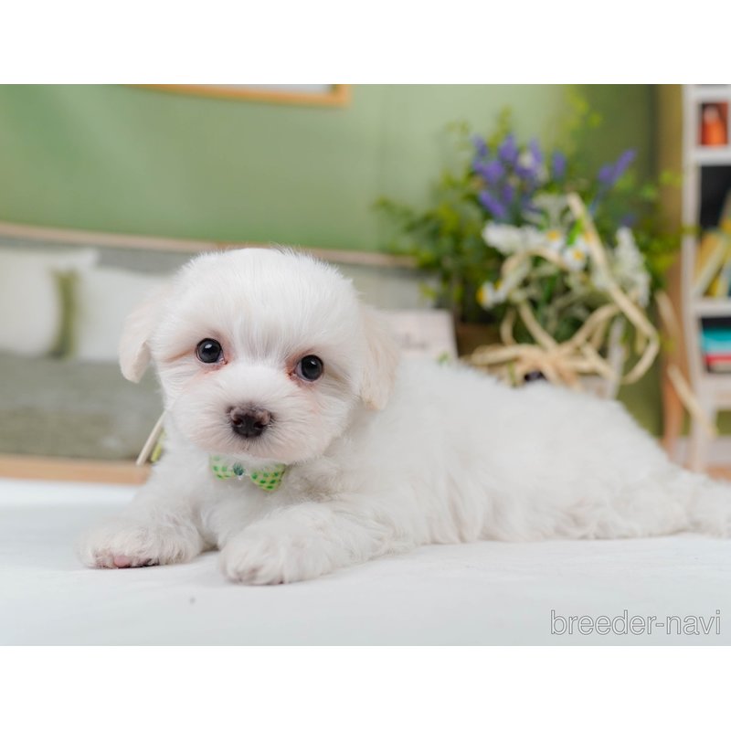 販売中の神奈川県のミックス犬-400184の8枚目