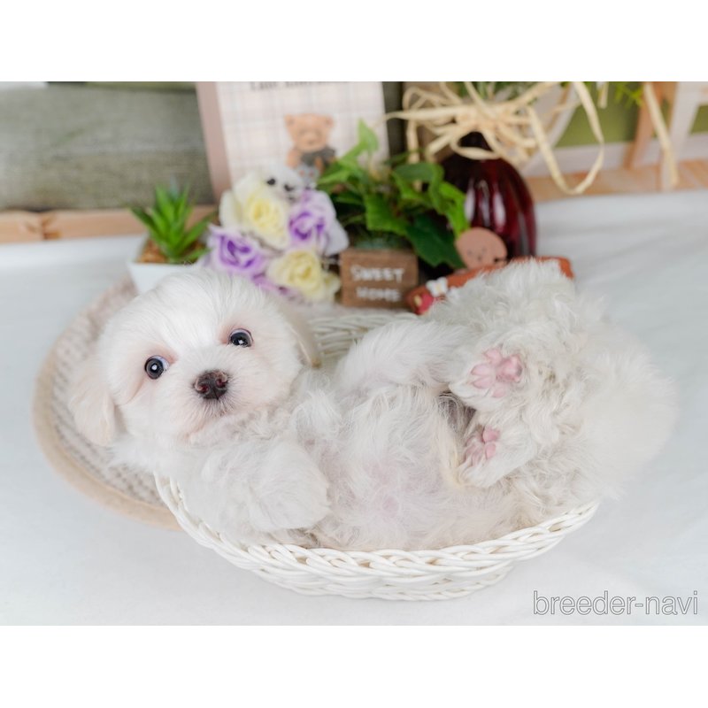 販売中の神奈川県のミックス犬-400184の7枚目