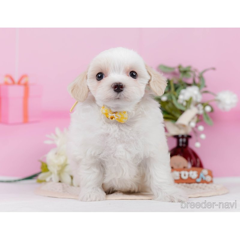 販売中の神奈川県のミックス犬-400186の13枚目
